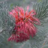 Calothamnus Dusty Grey P14caldgr - Garden Express Australia