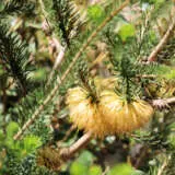 Calothamnus Dwarf Yellow P14caldye - Garden Express Australia