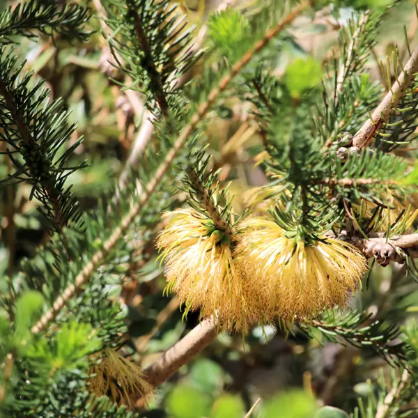 Calothamnus Dwarf Yellow