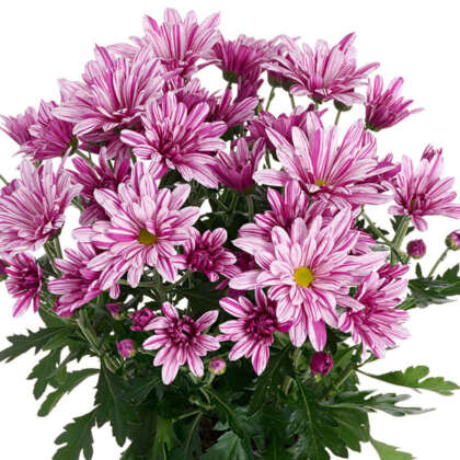Chrysanthemum Artistic Rosy Plachraro - Garden Express Australia