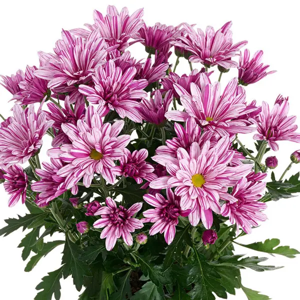 Chrysanthemum Artistic Rosy Chrysanthemum Artistic Rosy