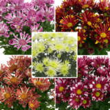 Chrysanthemum Curiousity Collection Colchrscc - Garden Express Australia
