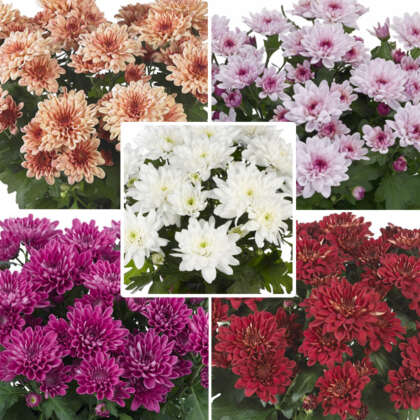 Chrysanthemum Doubles Collection Colchrdco - Garden Express Australia