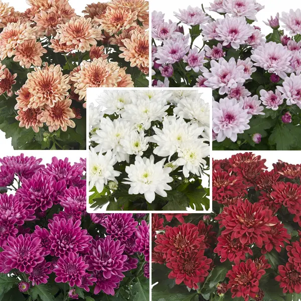 Chrysanthemum Doubles Collection Chrysanthemum Doubles Collection