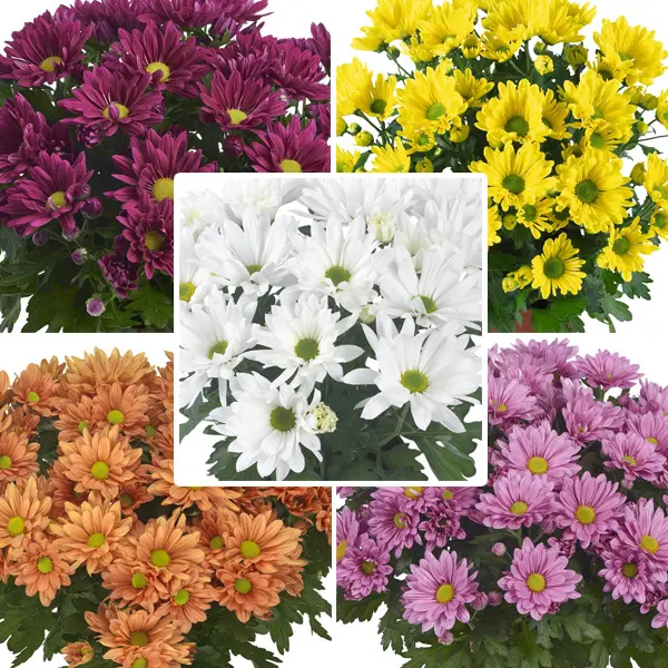 Chrysanthemum Singles Collection