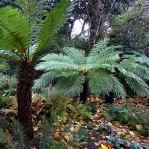 Shade Plants Australia | Create A Tropical-Look Garden With Clivia, Ferns & Hostas Cyathea Rough Tree Fern P20cyartf - Garden Express Australia