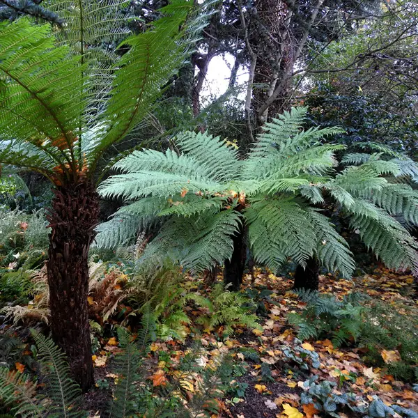 Cyathea Rough Tree Fern Cyathea Rough Tree Fern