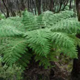 Cyathea Scaly Tree Fern P40cyastf - Garden Express Australia