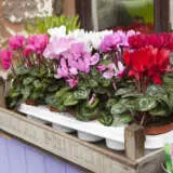 Cyclamen Mothers Halo Mixed P68cycmhm - Garden Express Australia