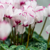Cyclamen Mothers Halo Pink Ice P68cycmhpi - Garden Express Australia