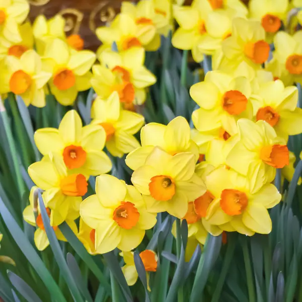 Planting Stock Tulip Yellow