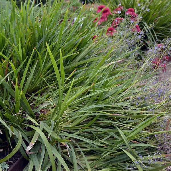 Dianella Lakeview Green