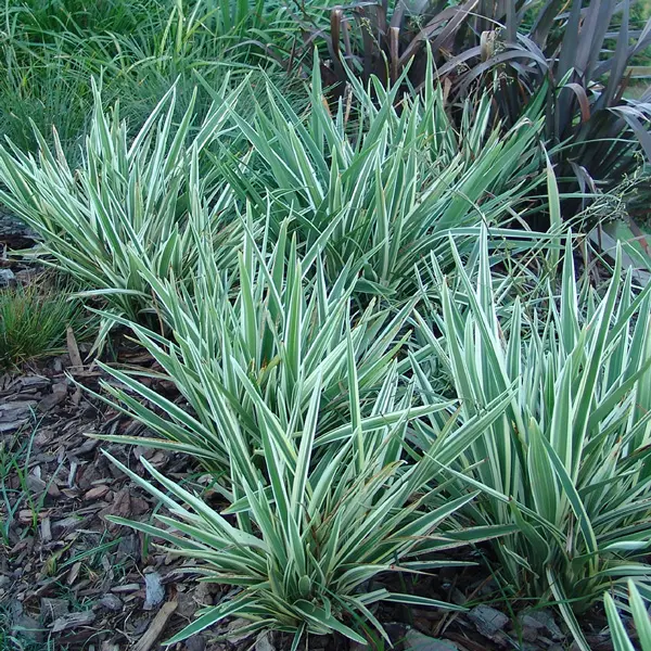 Dianella Silver Streak