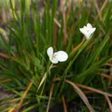 Diplarrena Butterfly Flag Lpodipbfl - Garden Express Australia