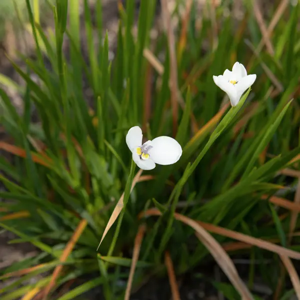 Diplarrena Butterfly Flag