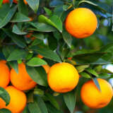 Dwarf Mediterranean Sweet Orange