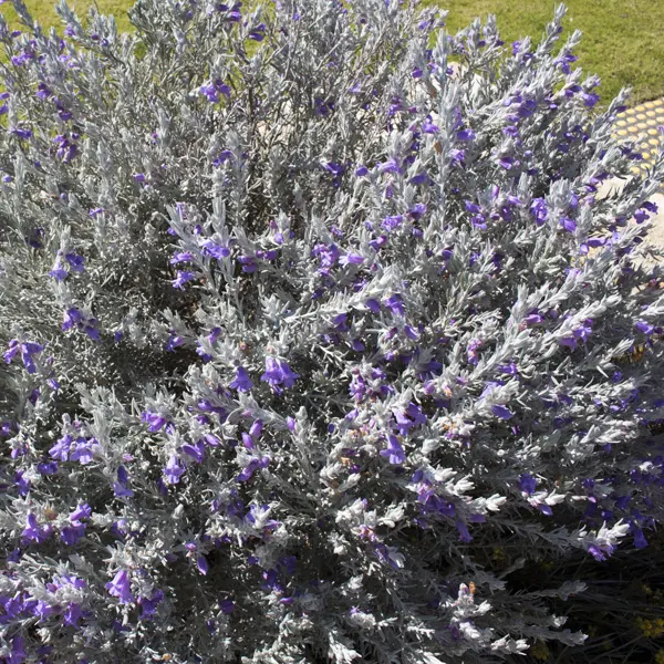 Eremophila Nivea- Silver Emu Bush