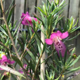 Eremophila Wildberry P14erewbe - Garden Express Australia