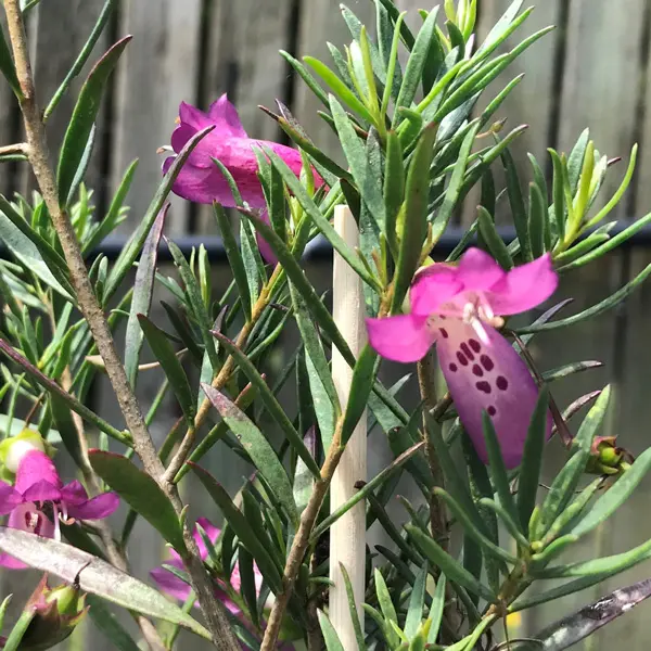 Eremophila Wildberry