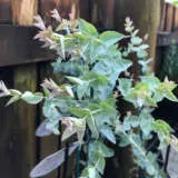 Eucalyptus Moon Lagoon P14eucmla - Garden Express Australia