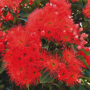 Flowering Gum - Garden Express Australia