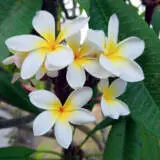 Frangipani Paddle Pop P18frappo - Garden Express Australia