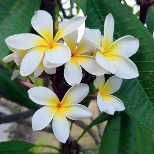 Frangipani Paddle Pop