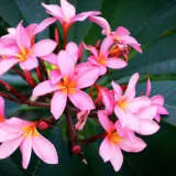 Frangipani Perth Pink P18frappi - Garden Express Australia