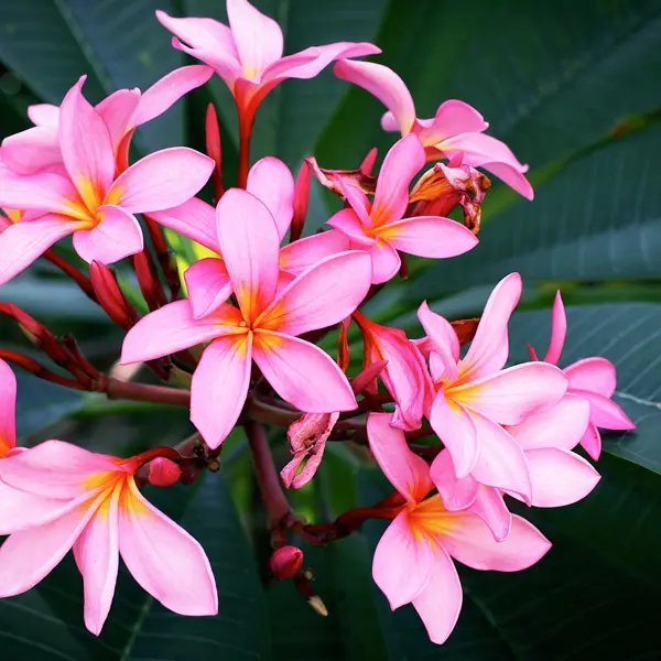 Frangipani Perth Pink