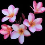 Frangipani Pink Cheeks P18frapch - Garden Express Australia