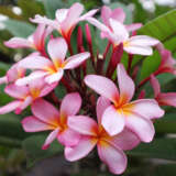 Frangipani Pink P12frapin - Garden Express Australia