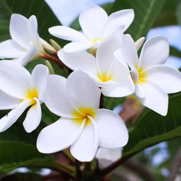 Frangipani Snow Queen