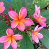 Frangipani Wa Sunset P18frawas - Garden Express Australia