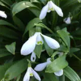 Galanthus Woronowii Pkgalwor - Garden Express Australia