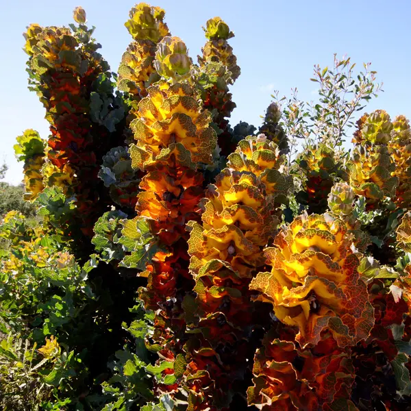 Hakea Victoria- Royal Hakea