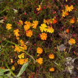 Hibbertia Orange Crush P14hibocr - Garden Express Australia