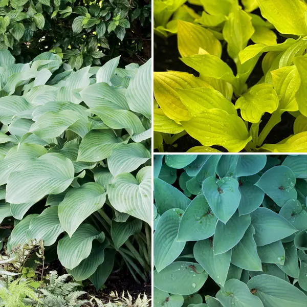 Hosta Bold Collection