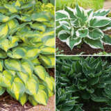 Hosta Variegated Collection