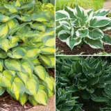Hosta Variegated Collection Colhosvco - Garden Express Australia