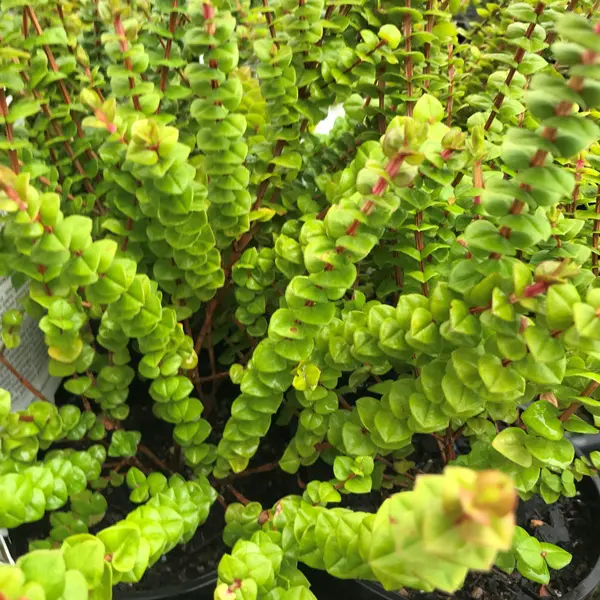 Hypocalymma Cordifolium