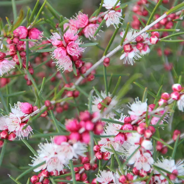 Hypocalymma Sweet As