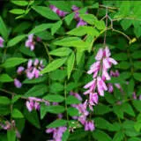 Indigofera Chinese Indigo P20chiind - Garden Express Australia