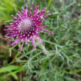 Isopogon Formosus P14isofor - Garden Express Australia