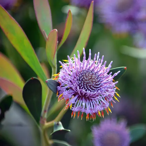 Isopogon Pink Drumsticks