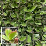 Kalanchoe Gremlin P68kalgre - Garden Express Australia