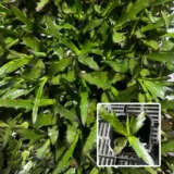 Kalanchoe Medusa P68kalmed - Garden Express Australia