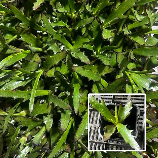 Kalanchoe Medusa Kalanchoe Medusa