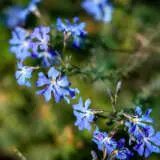 Lechenaultia New Moon P14lecnmo - Garden Express Australia