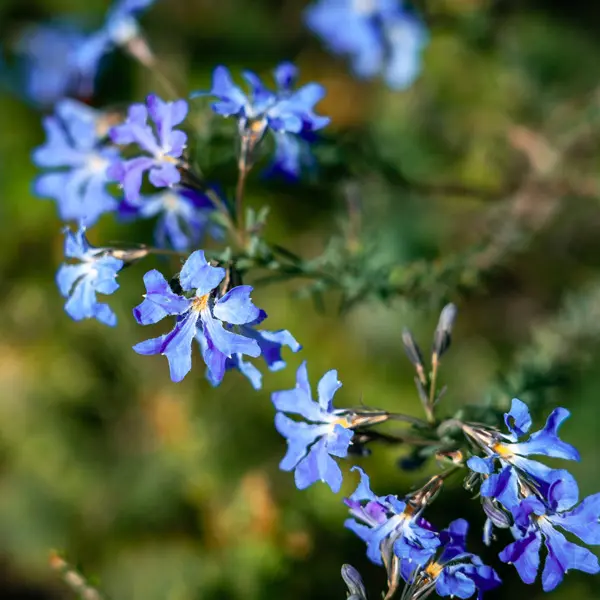 Lechenaultia New Moon