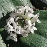 Massonia Amoena Pkmasamo - Garden Express Australia